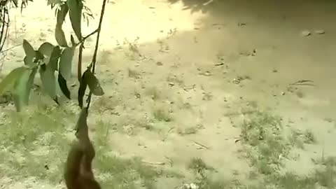 The monkey climbs the tree to play with the cat.