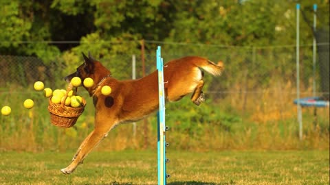 Dog Stock Footage | Pet | Animal |