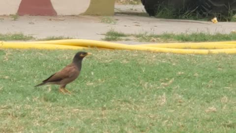 Birds fly wildlife