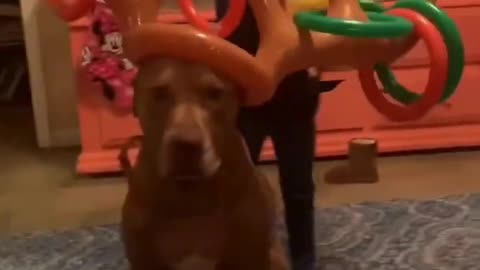 Funny Pets