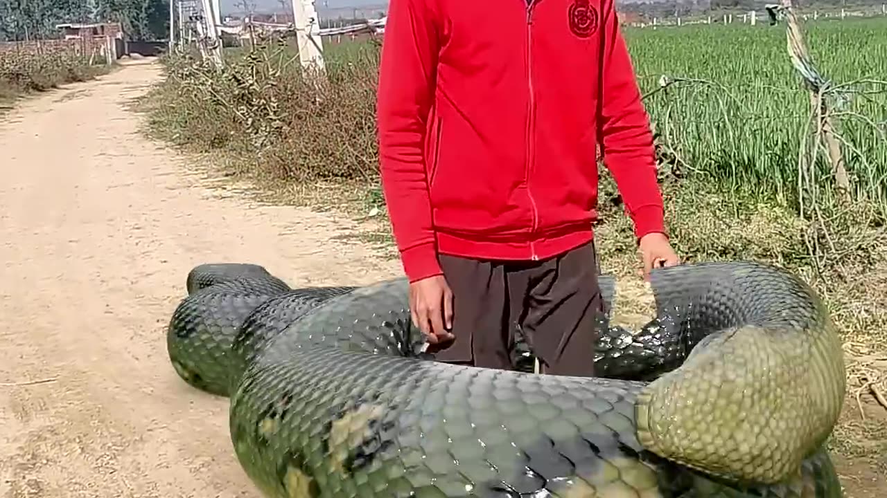 Anaconda Dangerous Venom Video