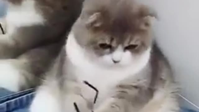 Funniest Animals đ§ - Best Of The 2022 Funny Animal Videos đ - Cutest Animals Ever