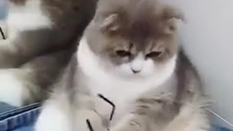 Funniest Animals 🐧 - Best Of The 2022 Funny Animal Videos 😁 - Cutest Animals Ever