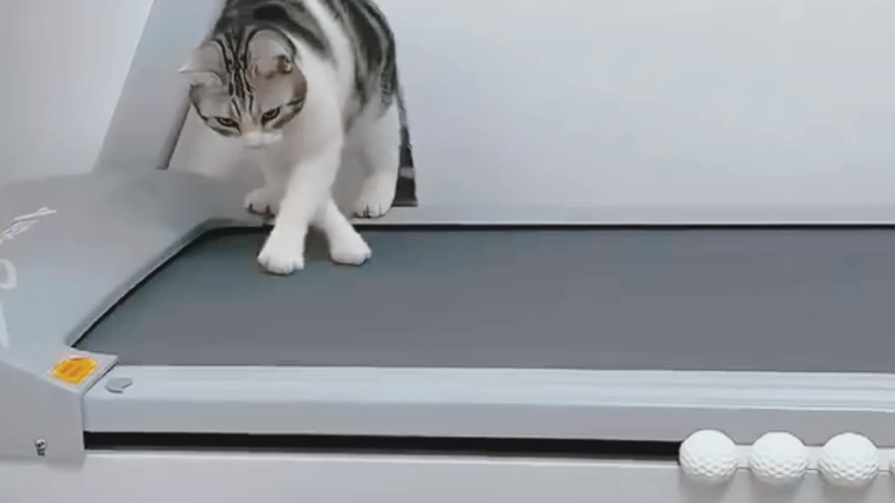 Funny kitten 🐾 fun alone home 🏠