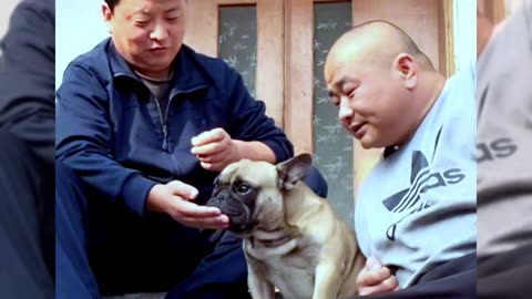 [pug]Dogs are man’s most loyal friends[Pet dog]Cute funny bulldog08