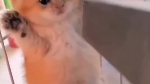 Funny cat