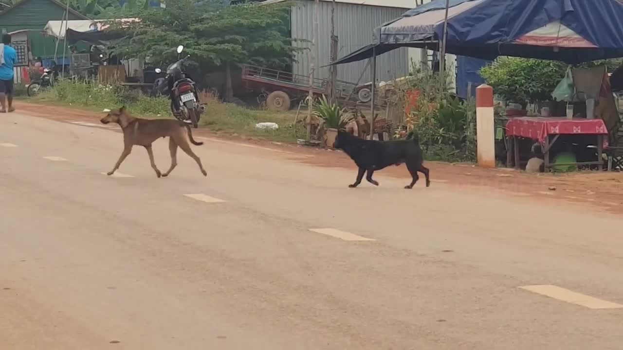 Pet prank with fake Tiger.