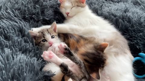 Mom Cat Takes Care of Her Baby Kittens