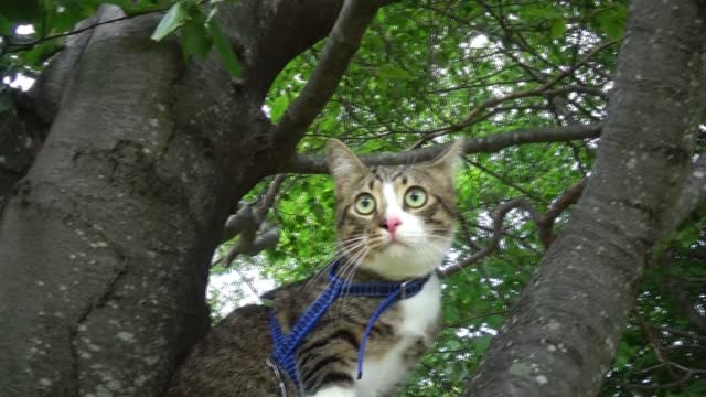 Cute Kitten Has Climbed a Tree for the First Time