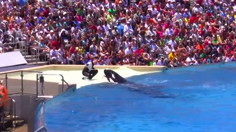 Seaworld SHAMU Killer Whale Show