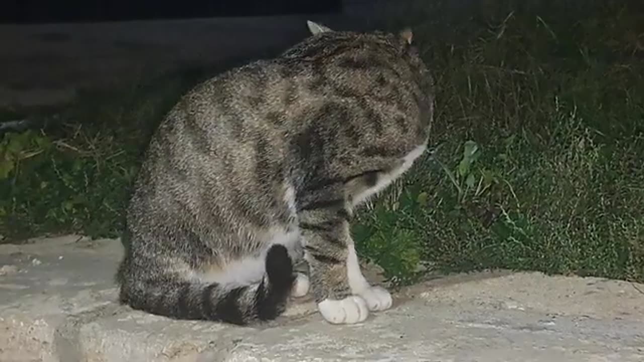 A sweet cat and a hedgehog came to the yard at night.