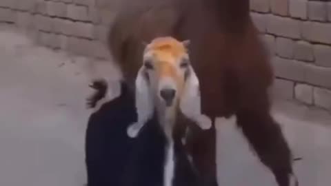 Funny goat video- goat burning own hair to smell it