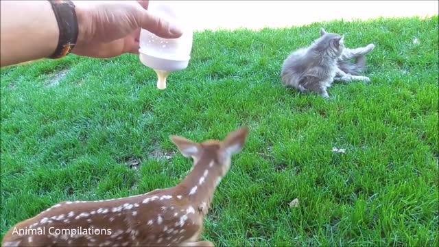 Baby Deer Jumping Hopping