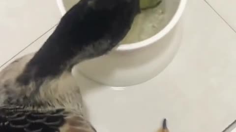 Funny hungry duck enjoying me her meal