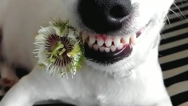 Dapper Doggie Date Night