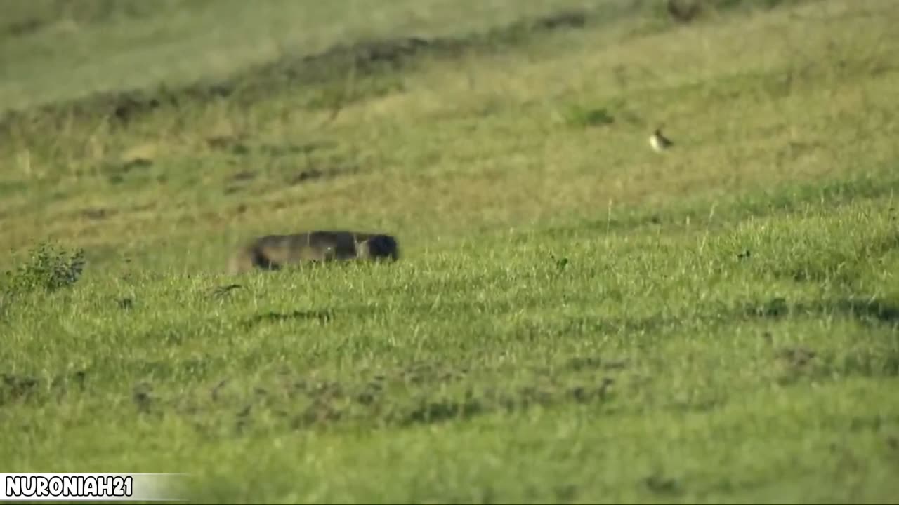 Playful Baby Pallas's Cats Left Home Alone