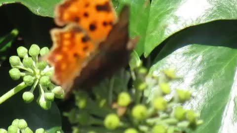 Comma Butterfly