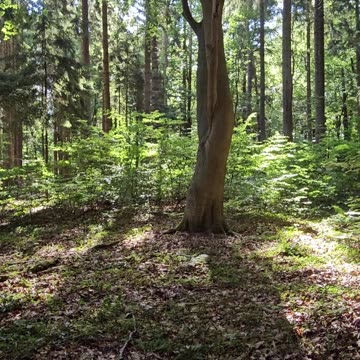 On how to get petnicked in the woods #mockumentary #nature