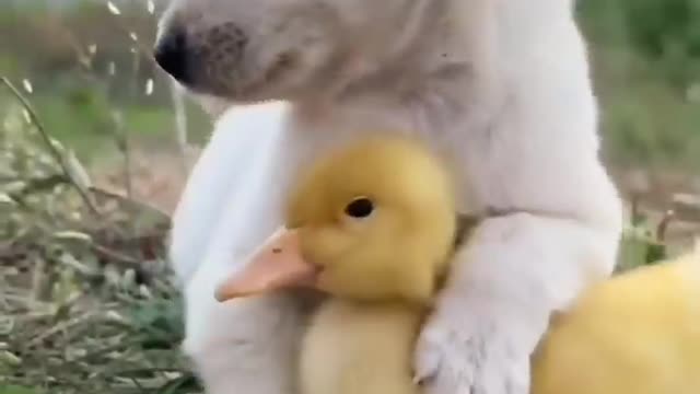 Little duck &baby dogs