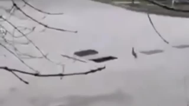 Man saves ducklings from the drain