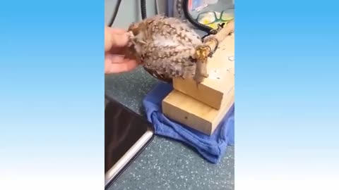 Fu Funny animal videos can't help but laugh 2021 | funny animals 2021 | funny dogs