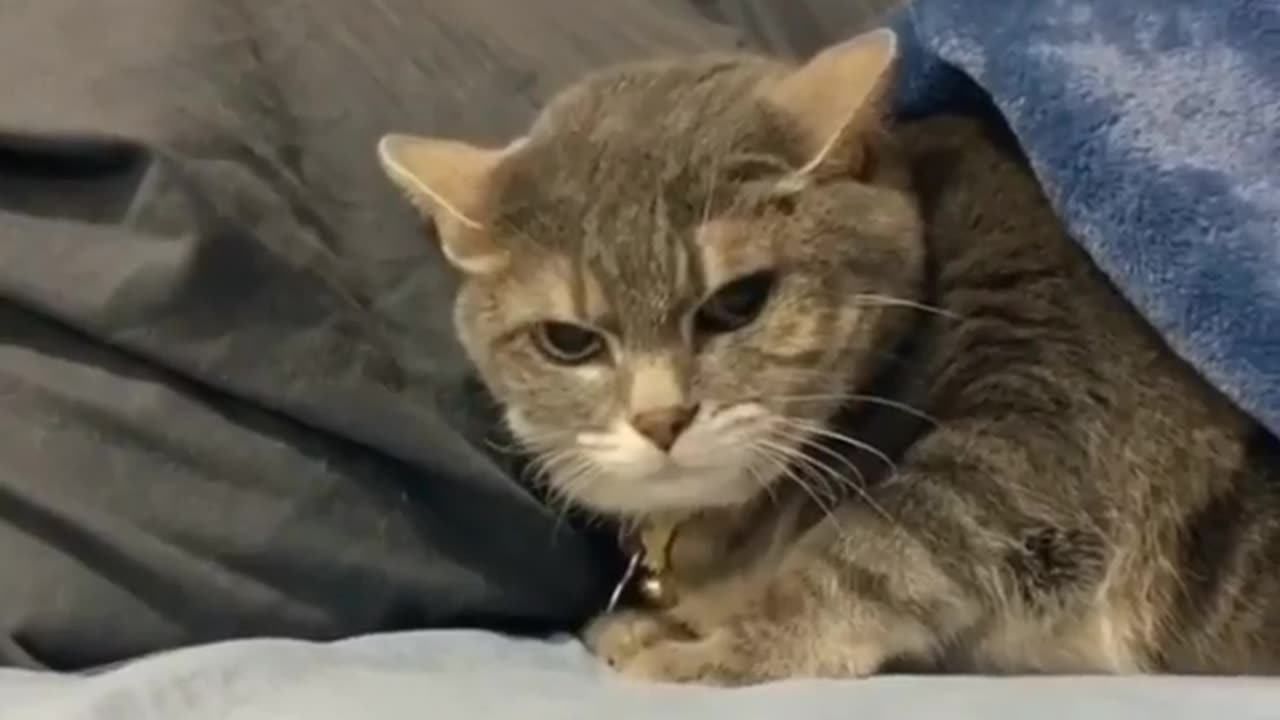 Funny animals videos