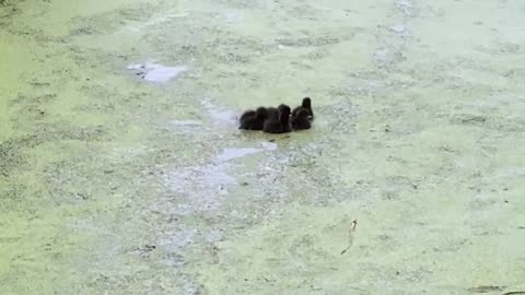 "Mama Duck's Mischievous Moments: Hilarious Pranks Played by a Loving Mother on Her Adorable Ducklings"