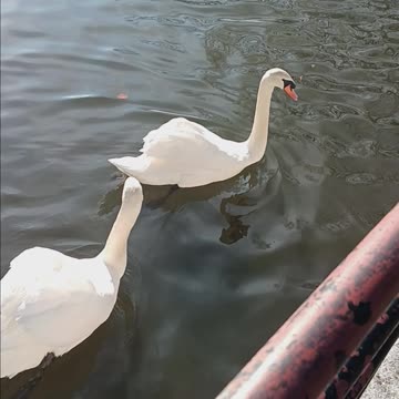 Swans kissena lake