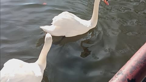 Swans kissena lake