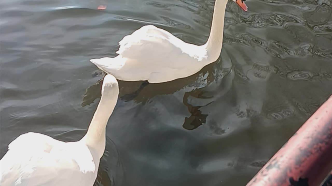 Swans kissena lake