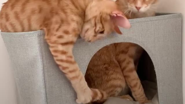 Dog Finds Abandoned Kitten In a Park That Grows Up To Be a
