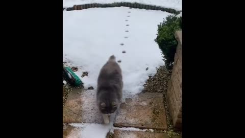 Animals Being Cute Fofos