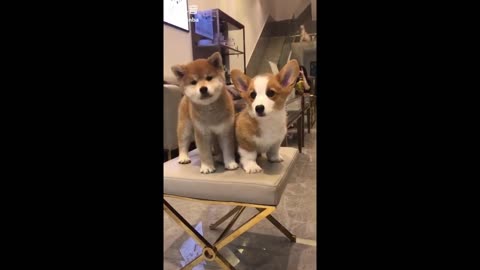 Funny and cute dogs