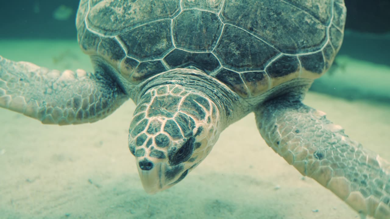 A Turtle Searching For Food On The Sea Floor