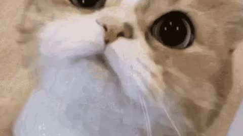 Cute Cat Gif
