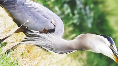The attacks of the gray heron