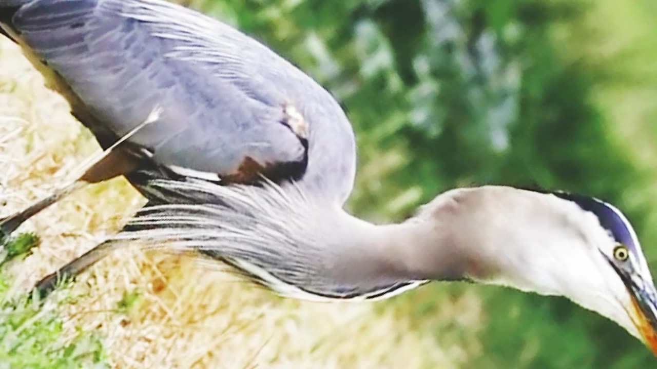 The attacks of the gray heron