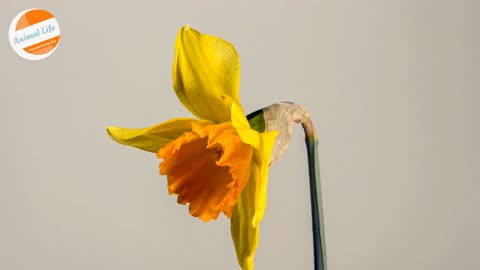 Flower Opening Daffodil Blossom Blooms