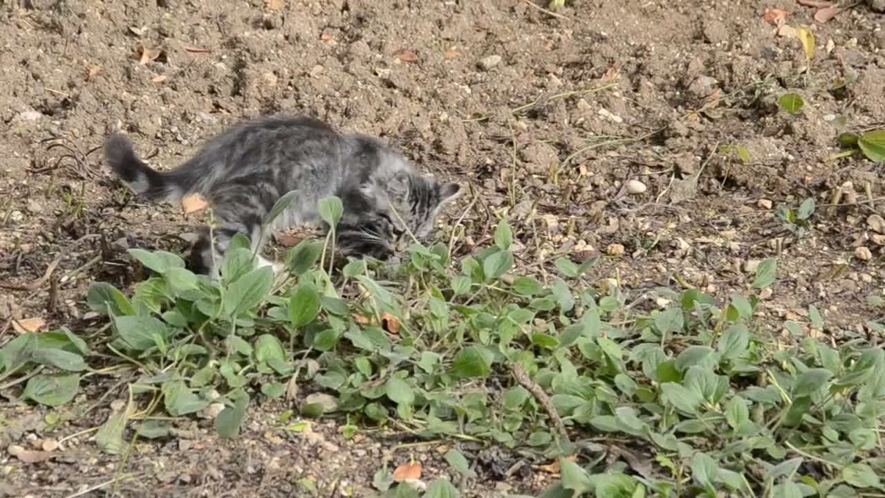 kittens playing with a leaf 26411