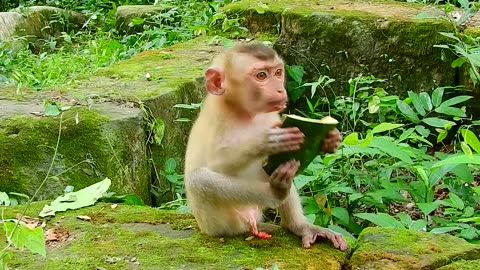 Cute Monkey baby fight with another monkey