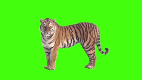 composite video elements of corporate promotion tiger animal display