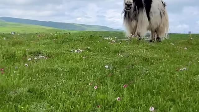 animal