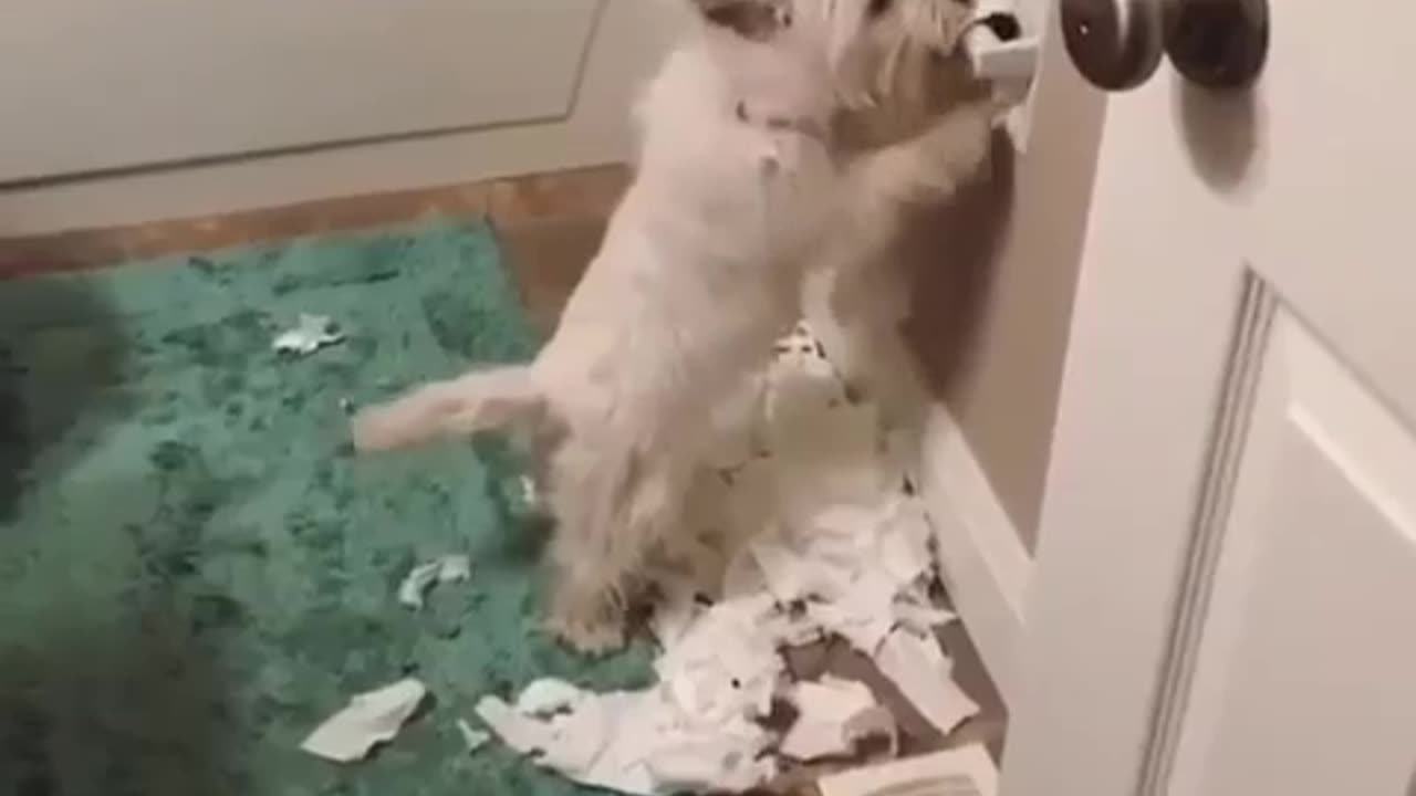 Cute Animals Make Mess ><