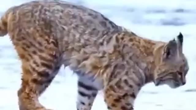 Tiger Pub Jump Viral Animals Video Clip Funny Animals