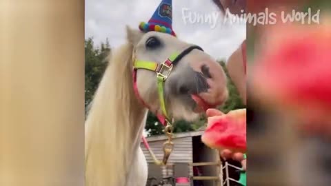 Funny Dogs And Cats Videos 2023 😅👌 - Best Animal Videos Of The Month 😁