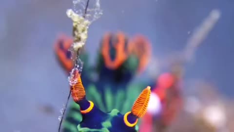 THIS IS A SLUG NEMBROTHA KUBARYANA