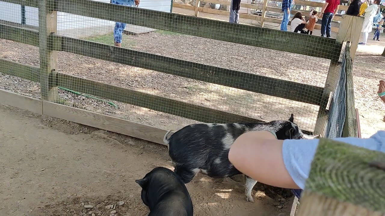 Spencer at petting zoo VID_20211002_143846