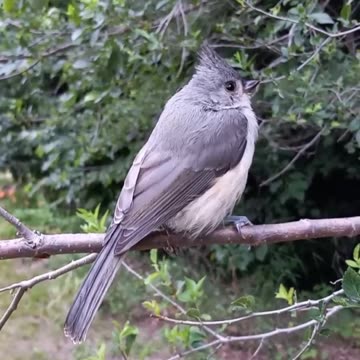 Tufted Titmouse 2