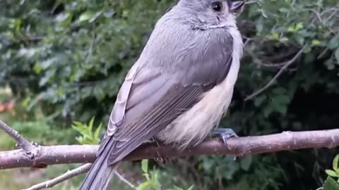 Tufted Titmouse 2