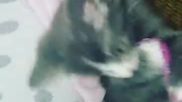 Rescue Kitten Tryion playing